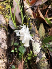 Monotropastrum humile glaberrimum