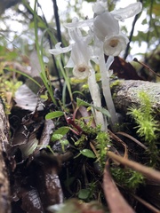 Monotropastrum humile glaberrimum