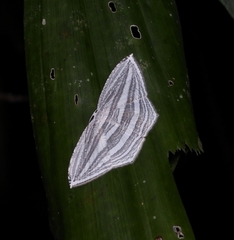 Acropteris rectinervata