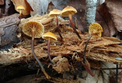 Xeromphalina cauticinalis pubescentipes