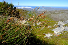 Thamnochortus levynsiae