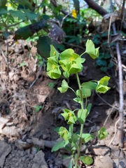 Euphorbia