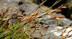 Thamnochortus levynsiae