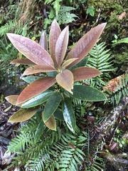 Rhododendron hyperythrum