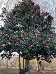 Camellia japonica