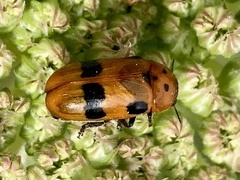 Clytra novempunctata