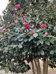 Camellia japonica