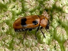 Clytra novempunctata
