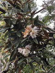 Rhododendron hyperythrum