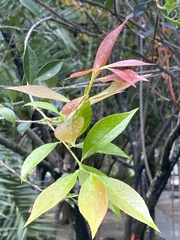 Vaccinium randaiense