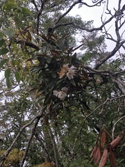 Rhododendron hyperythrum