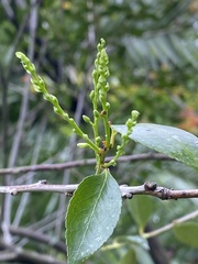 Vaccinium randaiense