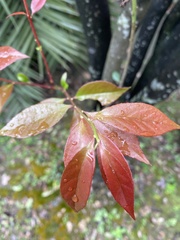 Vaccinium randaiense