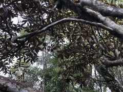Rhododendron hyperythrum