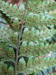 Parapolystichum acuminatum