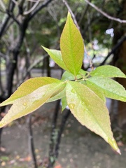 Vaccinium randaiense