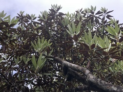 Rhododendron hyperythrum