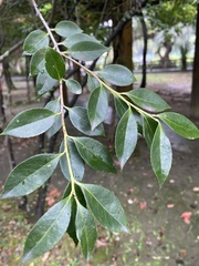 Vaccinium randaiense