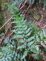 Parapolystichum acuminatum