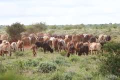 Bos indicus × taurus