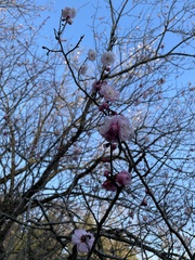 Prunus
