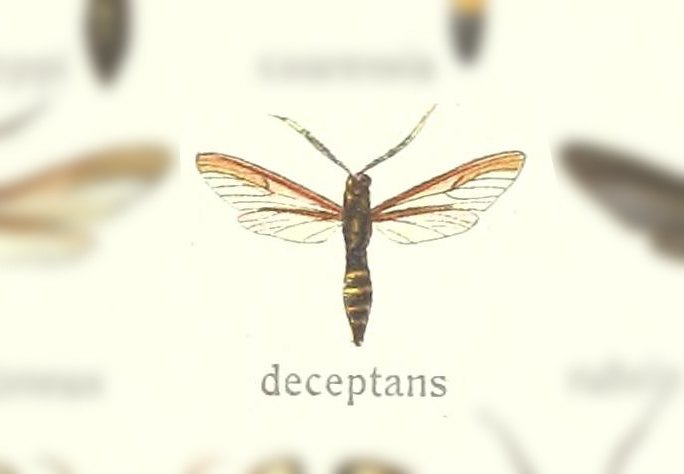Myrmecopsis deceptans
