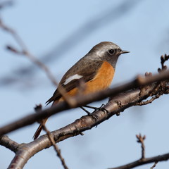 Phoenicurus auroreus