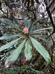 Rhododendron hyperythrum