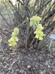 Corylopsis spicata