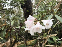 Rhododendron hyperythrum