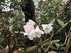 Rhododendron hyperythrum