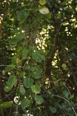 Cynanchum obtusifolium