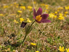 Pulsatilla rubra