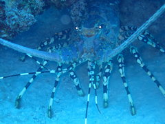 Panulirus ornatus