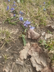 Scilla siberica