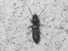 Platystethus