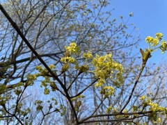 Acer pictum