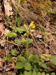 Primula veris veris