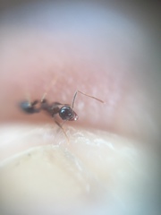 Pheidole indica
