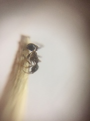 Pheidole indica