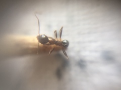 Pheidole indica