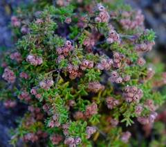 Erica haematocodon