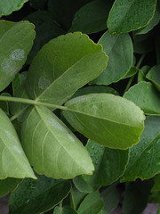 Cyphostemma macrocarpa