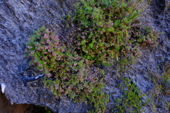 Erica haematocodon
