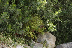 Hypericum canariense