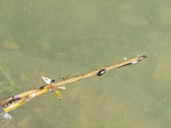 Turritellinella tricarinata