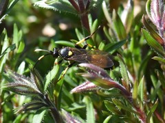 Ichneumon stramentor