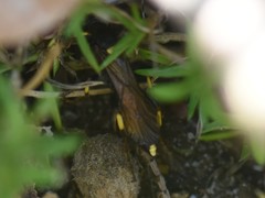 Ichneumon stramentor