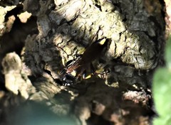 Ichneumon stramentor