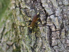 Ichneumon stramentor